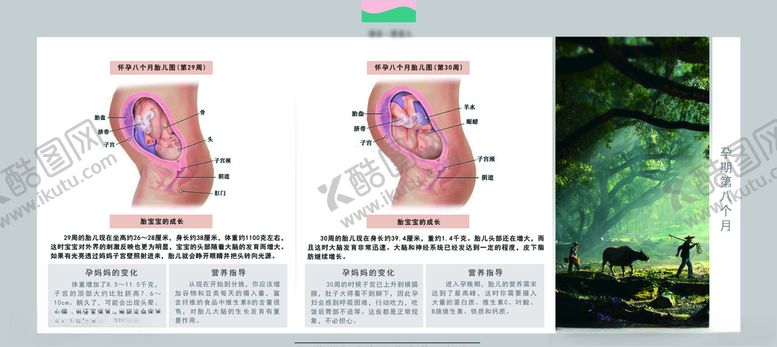 编号：18858109181135244397【酷图网】源文件下载-孕妈妈及胎宝宝变化第八个月