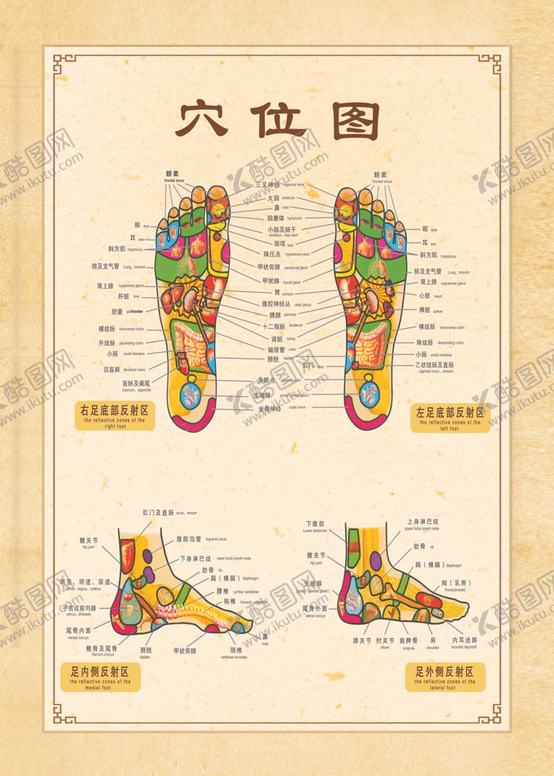 编号：12981805040955083440【酷图网】源文件下载-穴位图美容养生足疗店