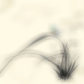 兰花