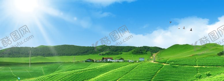 编号：14387905011617202356【酷图网】源文件下载-茶园展板
