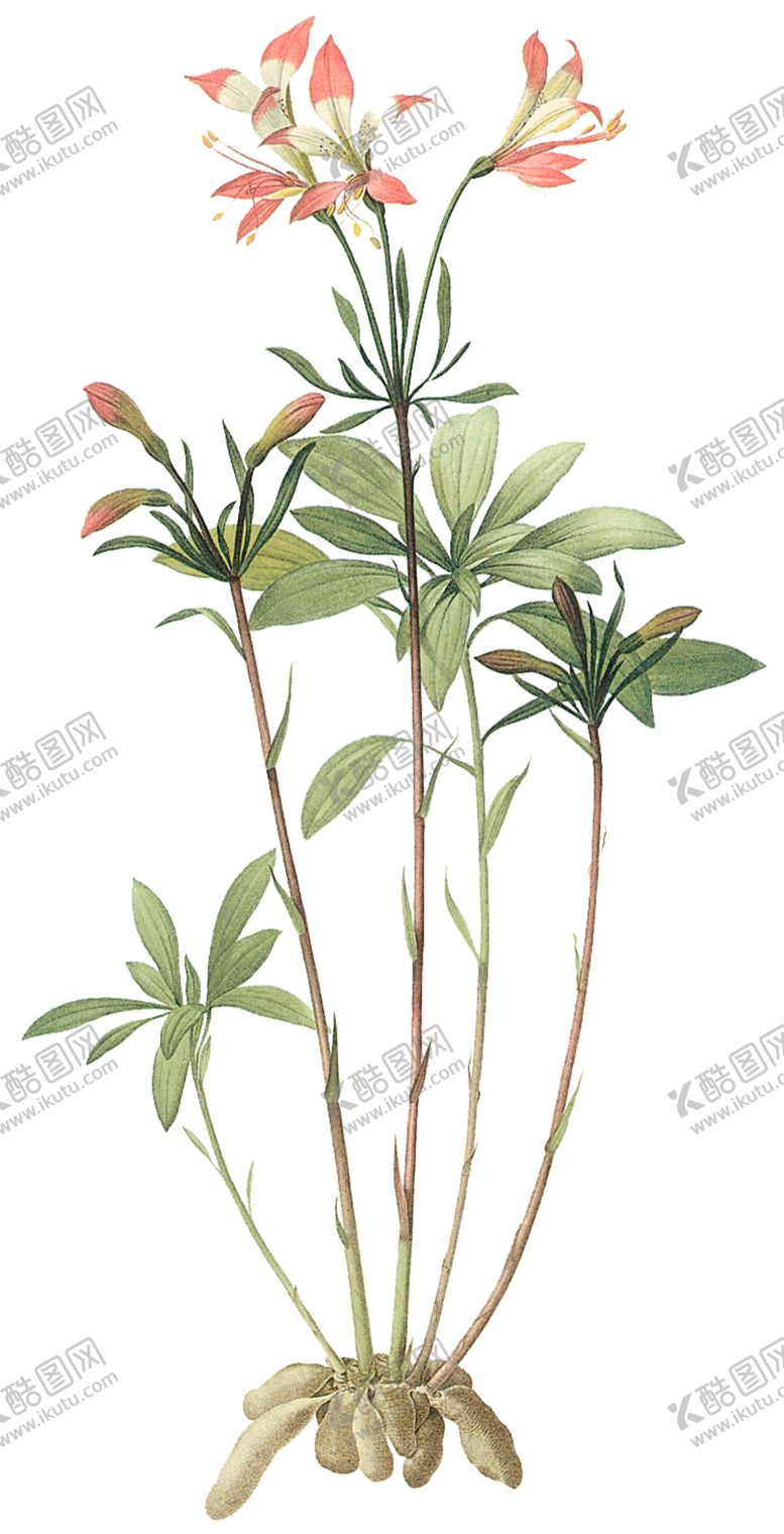 编号：58818409230014342867【酷图网】源文件下载-植物花卉油画装饰画