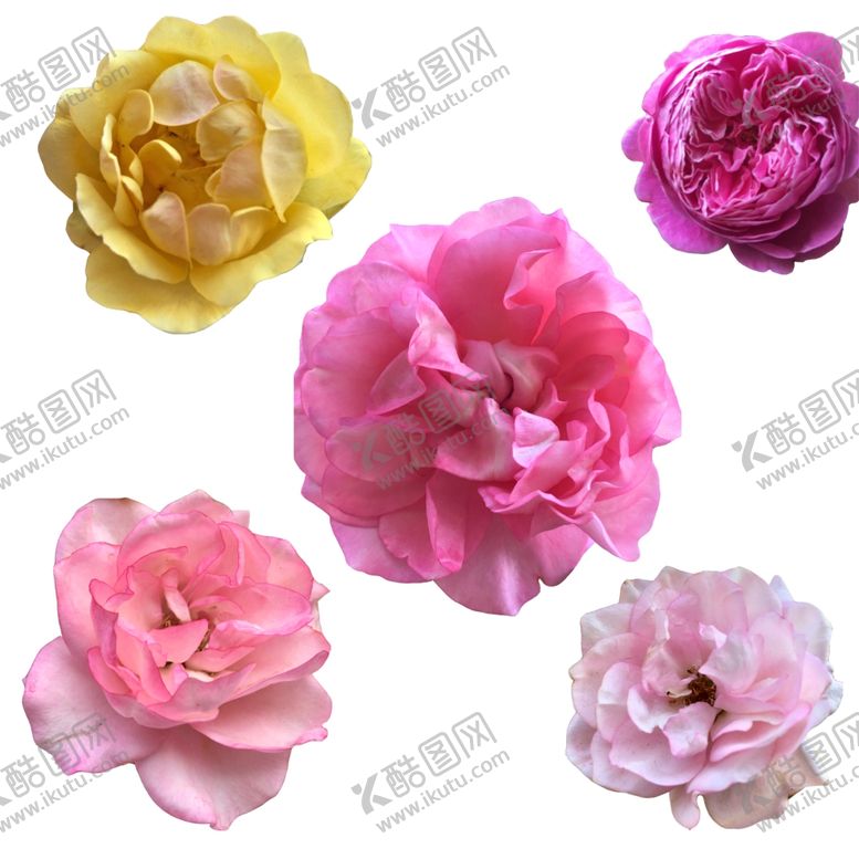 编号：90343806291434489972【酷图网】源文件下载-花朵