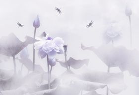 荷花