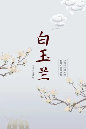 白玉兰赏花活动