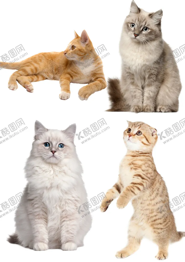 编号：60039301210624062851【酷图网】源文件下载-猫咪png素材