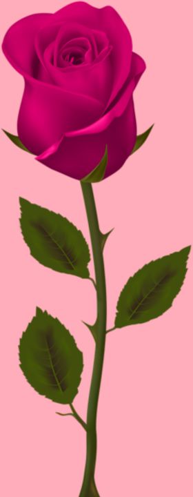 玫瑰花