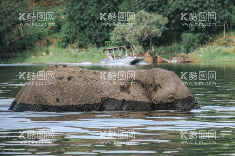 编号：54945311241815002207【酷图网】源文件下载-大象