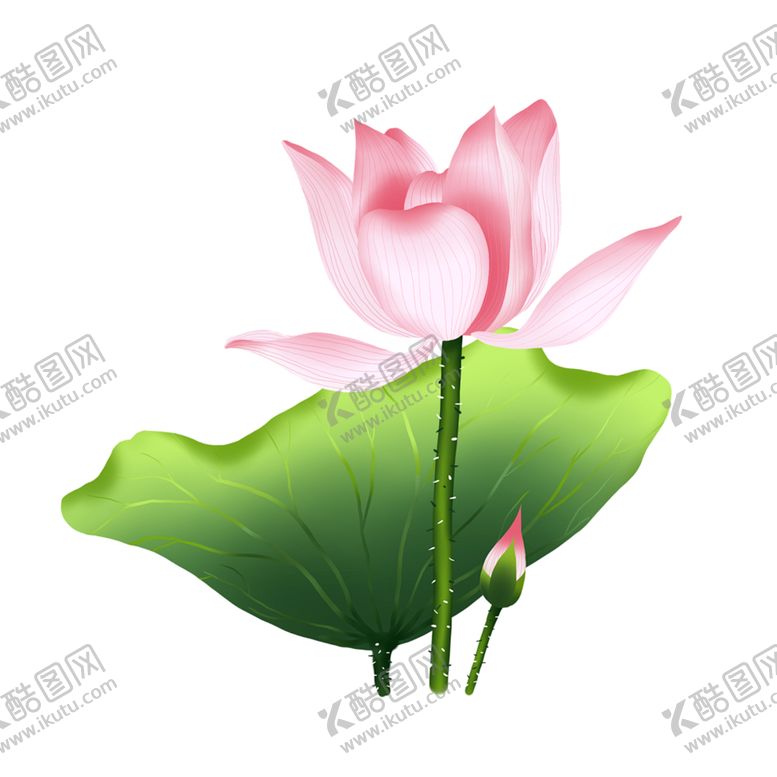 编号：91597412080418098774【酷图网】源文件下载-免扣荷花素材