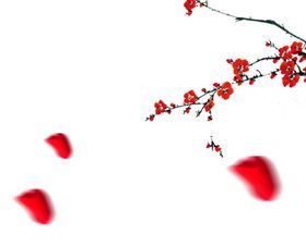 花卉樱盛开草春天