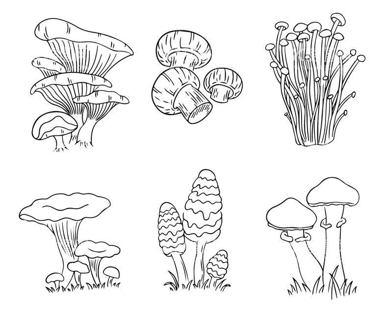 编号：34160909222238317834【酷图网】源文件下载-香菇平菇金针菇野生菇矢量图线稿