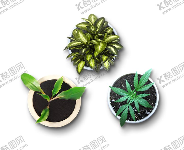 编号：12877809111559199302【酷图网】源文件下载-绿色装饰