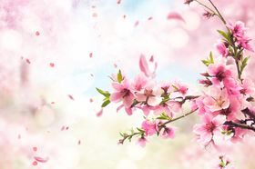 手绘樱花