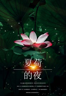 夏荷的夜