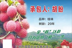 荔枝树挂牌