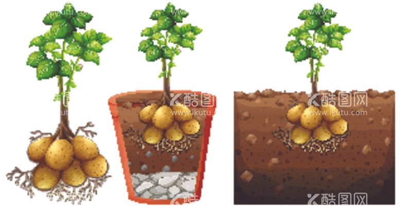 编号：71426903211804504481【酷图网】源文件下载-土豆生根