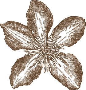 花卉素描
