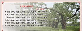 枣树