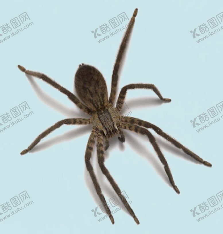 编号：79167501201940352471【酷图网】源文件下载-蜘蛛