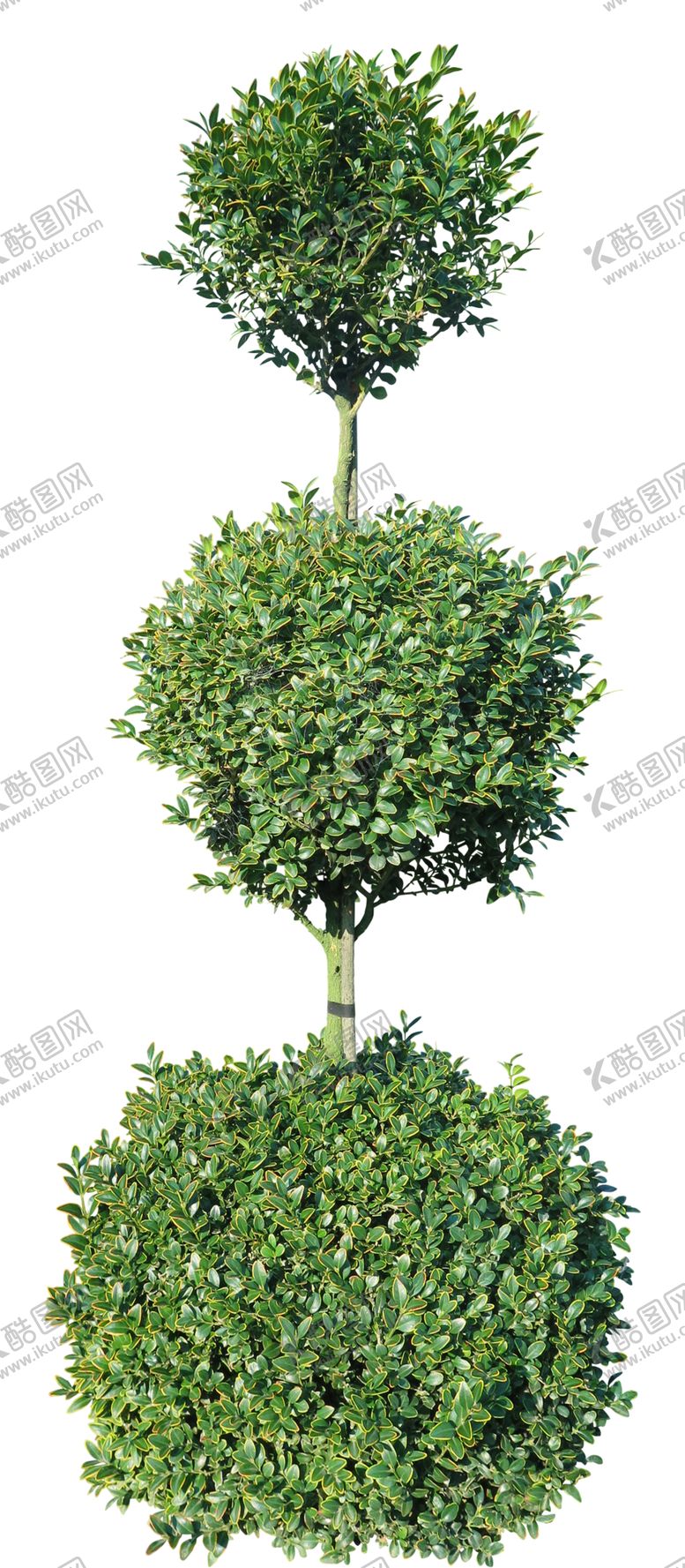 编号：40864409161148573541【酷图网】源文件下载-免扣植物素材