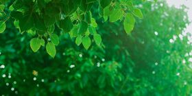 春天春日绿叶森系