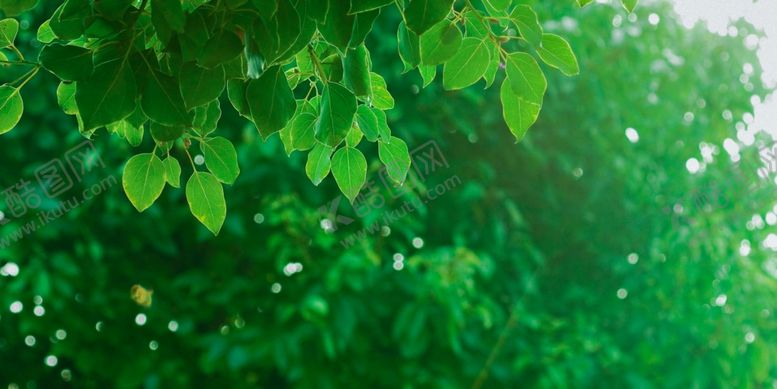 编号：33268904302303109846【酷图网】源文件下载-春天春日绿叶森系