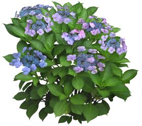 免扣植物树木素材图片