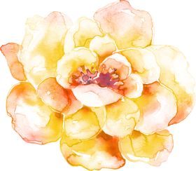 花朵花卉植物手绘插画