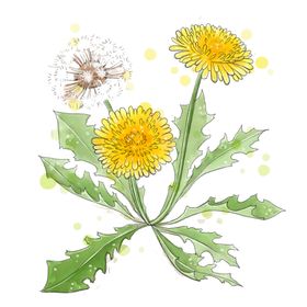 草本植物药材