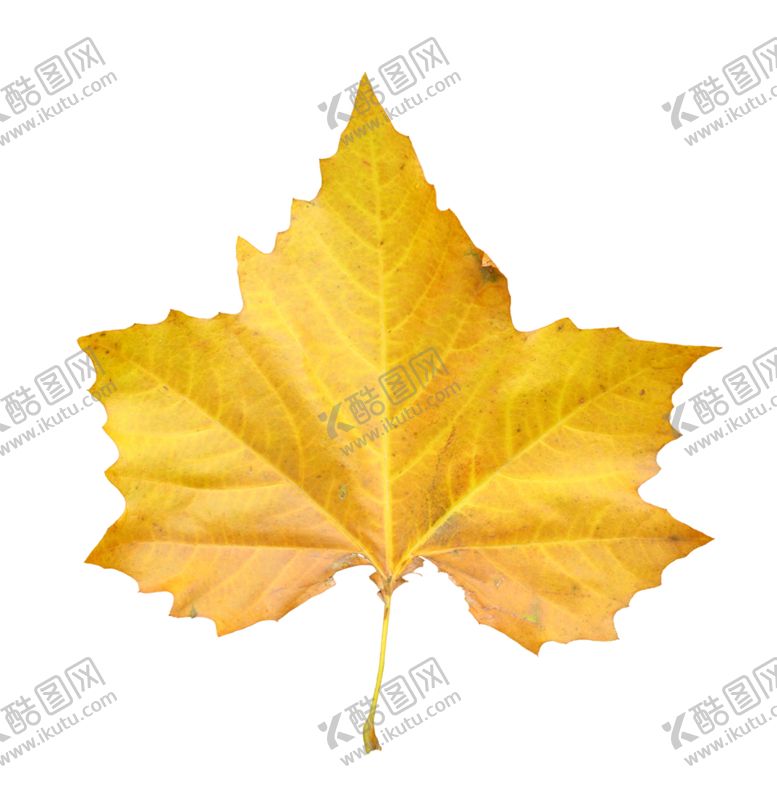 编号：62295409110744244800【酷图网】源文件下载-叶子透明素材