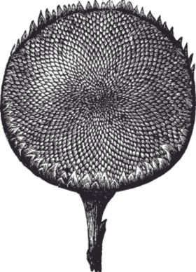 素描手绘蔬菜