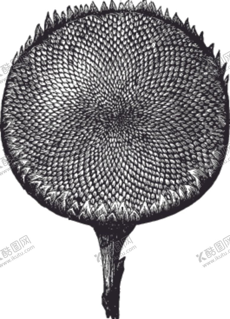 编号：82398909162046386122【酷图网】源文件下载-素描手绘蔬菜
