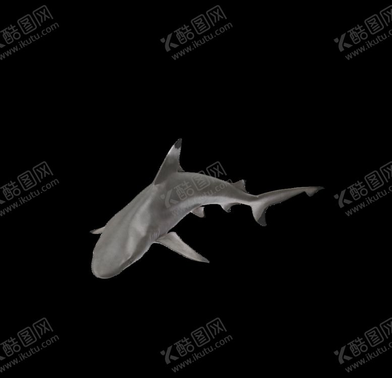 编号：61709806301525204836【酷图网】源文件下载-海洋生物