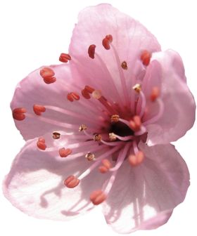 手绘桃花