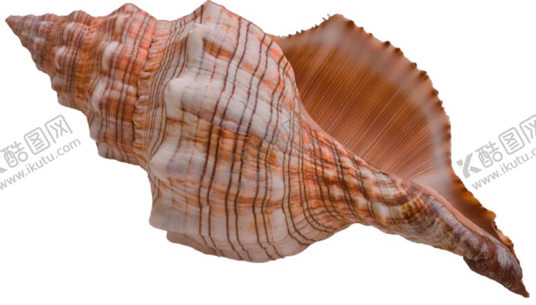 编号：53687409271714218017【酷图网】源文件下载-海螺壳海洋背景水产贝