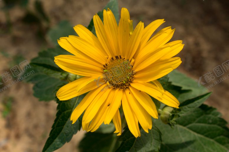 编号：94215509161201406245【酷图网】源文件下载-向阳花