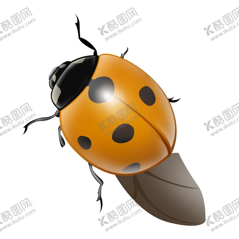 编号：51348709261441210529【酷图网】源文件下载-七星瓢虫素材