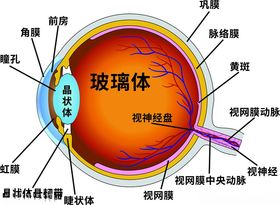 眼球结构