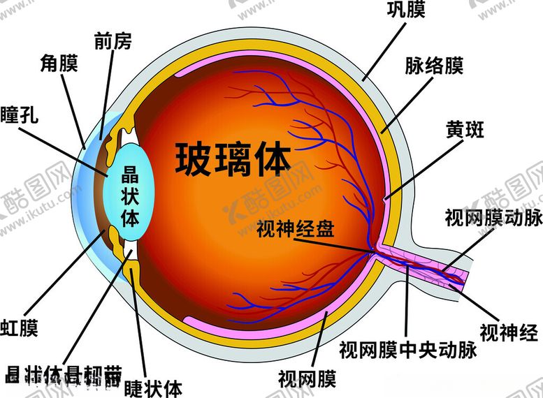 编号：62526302030548524187【酷图网】源文件下载-眼球结构