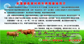 肉牛养殖基地肉牛养殖