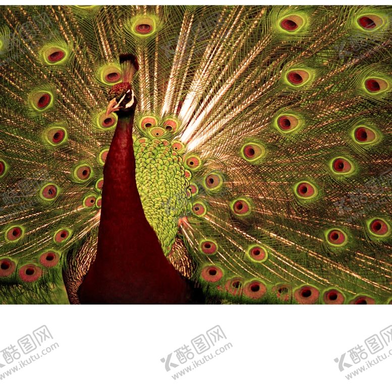 编号：72767209190912076727【酷图网】源文件下载-孔雀