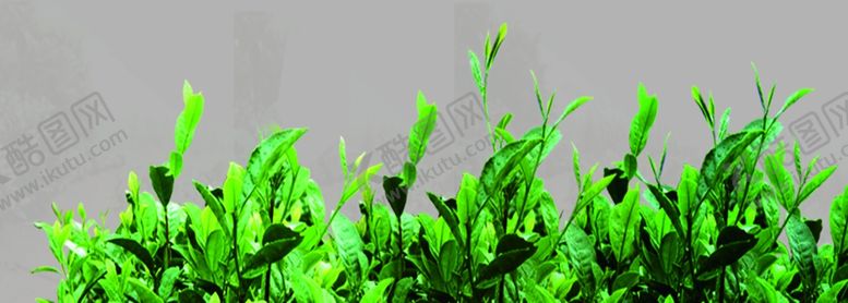 编号：90348709220702509492【酷图网】源文件下载-绿茶茶叶