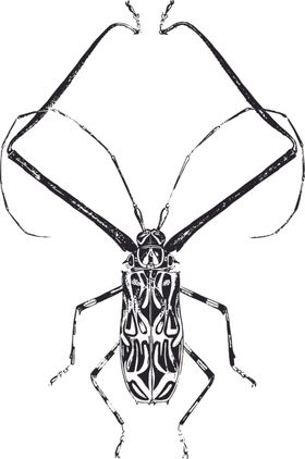 自然昆虫标本插画