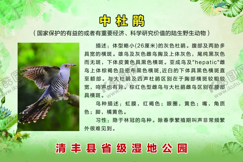 编号：46325809150719201325【酷图网】源文件下载-鸟类简介