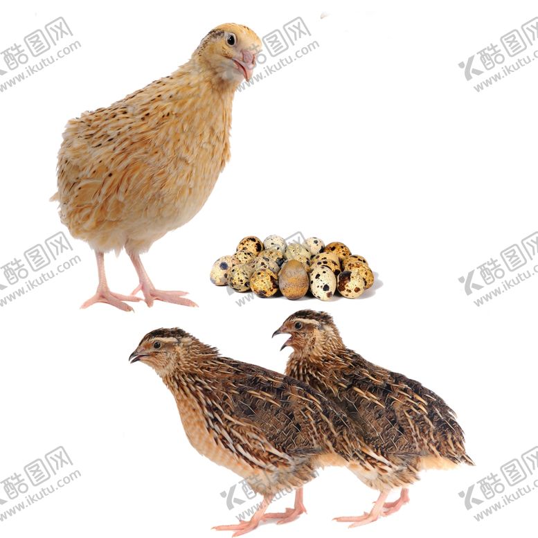 编号：98268807131851528740【酷图网】源文件下载-鹌鹑