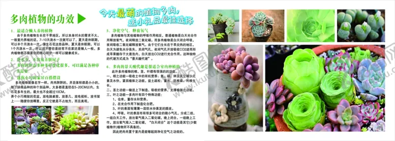 编号：65385406250714252781【酷图网】源文件下载-多肉植物