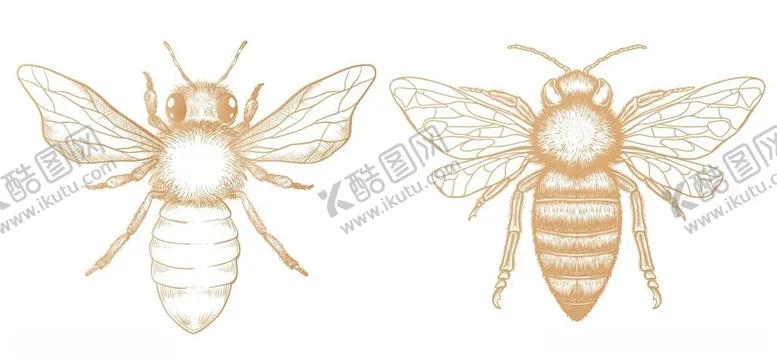 编号：50317802261941586645【酷图网】源文件下载-小蜜蜂