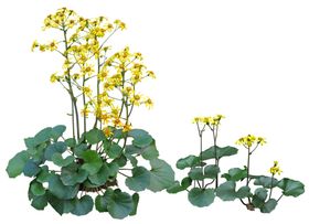 免扣植物素材图片