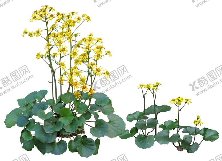 编号：67245210200409153667【酷图网】源文件下载-免扣植物素材图片