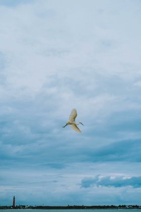 海鸥鸟类飞行动物摄影生物世界