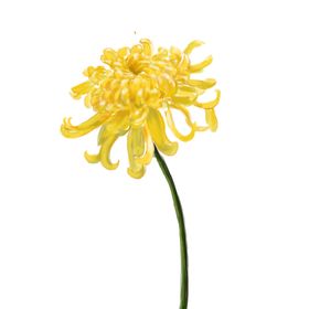 菊花素材